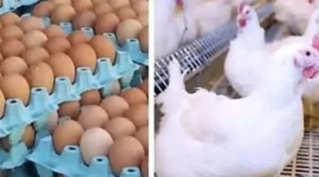 تغيرات جديدة في أسعار الكتاكيت وأجزاء الدواجن والمجمدات اليوم السبت 14 مارس